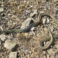 251024_slange 251024_slange