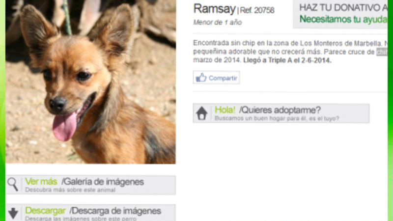 største Glatte måle Spanien i Dag | Nyheder - Herberg nægter at udlevere hund