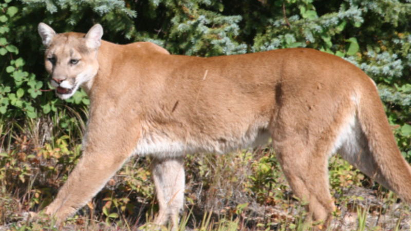 Spanien i Dag Nyheder - Puma på fri fod