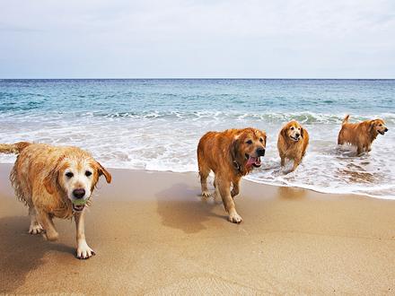 1.000 euro i bøde for at have hunden med på stranden