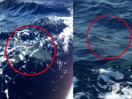 Fiskere fik sig noget af en overraskelse, da de var ude på havet en tidlig morgen.