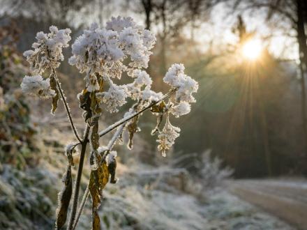 Foto: Pexels - https://www.pexels.com/photo/branches-close-up-cold-daylight-245753/